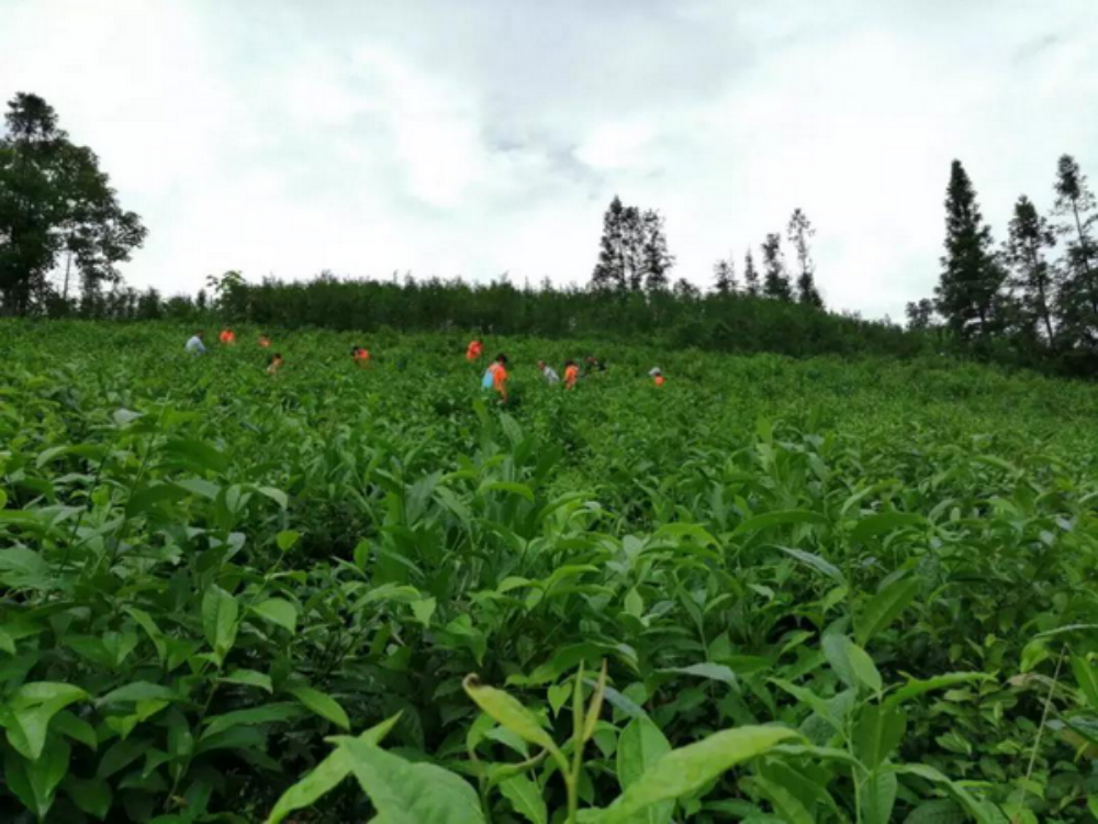 金輝集團(tuán)公益項目